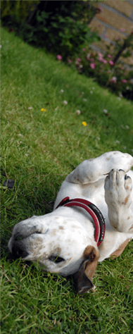 Dog rolling on clean lawn