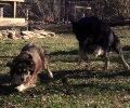 Indi and Austin the Australian Shepherds