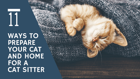 You are currently viewing 11 Ways to Prepare Your Cat and Home for a Cat Sitter