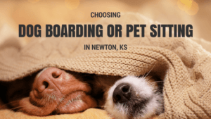 Read more about the article Choosing Dog Boarding or Pet Sitting in Newton, KS
