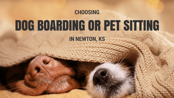 You are currently viewing Choosing Dog Boarding or Pet Sitting in Newton, KS