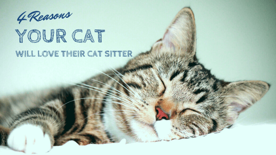 You are currently viewing 4 Reasons Your Cat Will Love Their Sitter