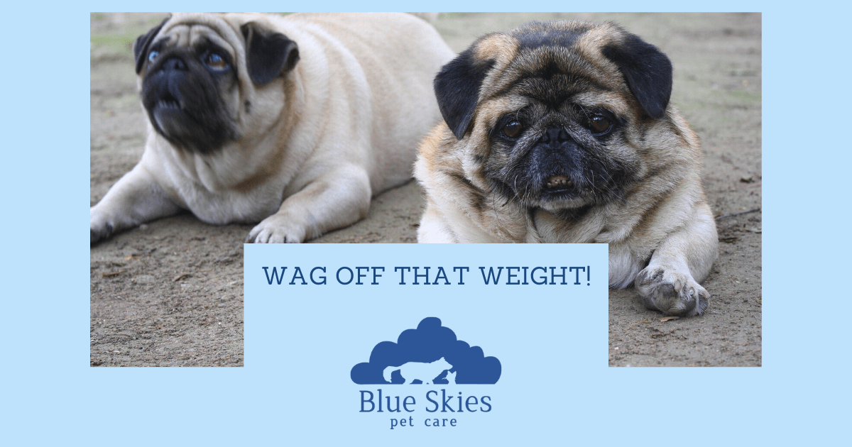 You are currently viewing Wag Off That Weight!