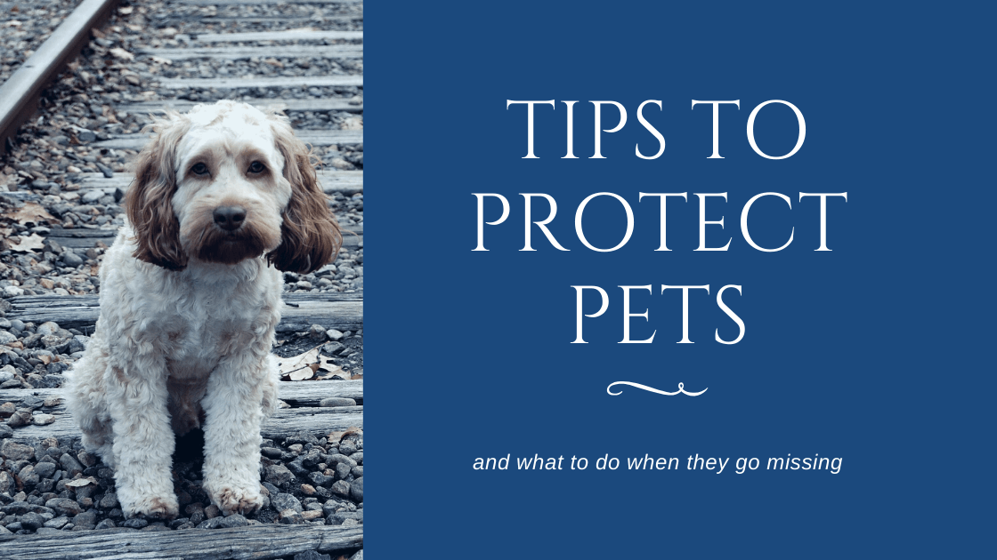 You are currently viewing Tips to Protect Pets and What to When They Go Missing