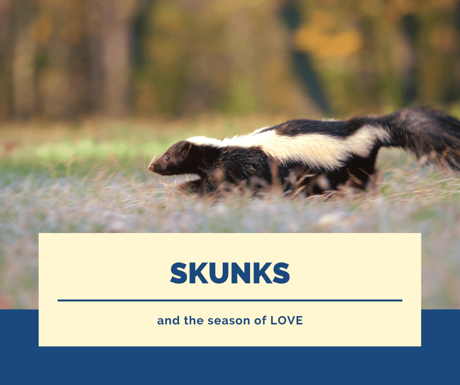 You are currently viewing Skunks and the Season of Love