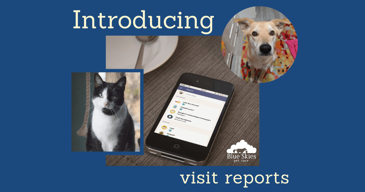 You are currently viewing New Service: Visit Reports