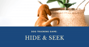 Read more about the article Dog Training Games: Hide and Seek