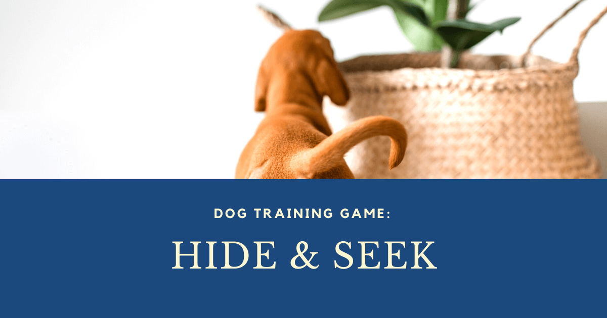 You are currently viewing Dog Training Games: Hide and Seek