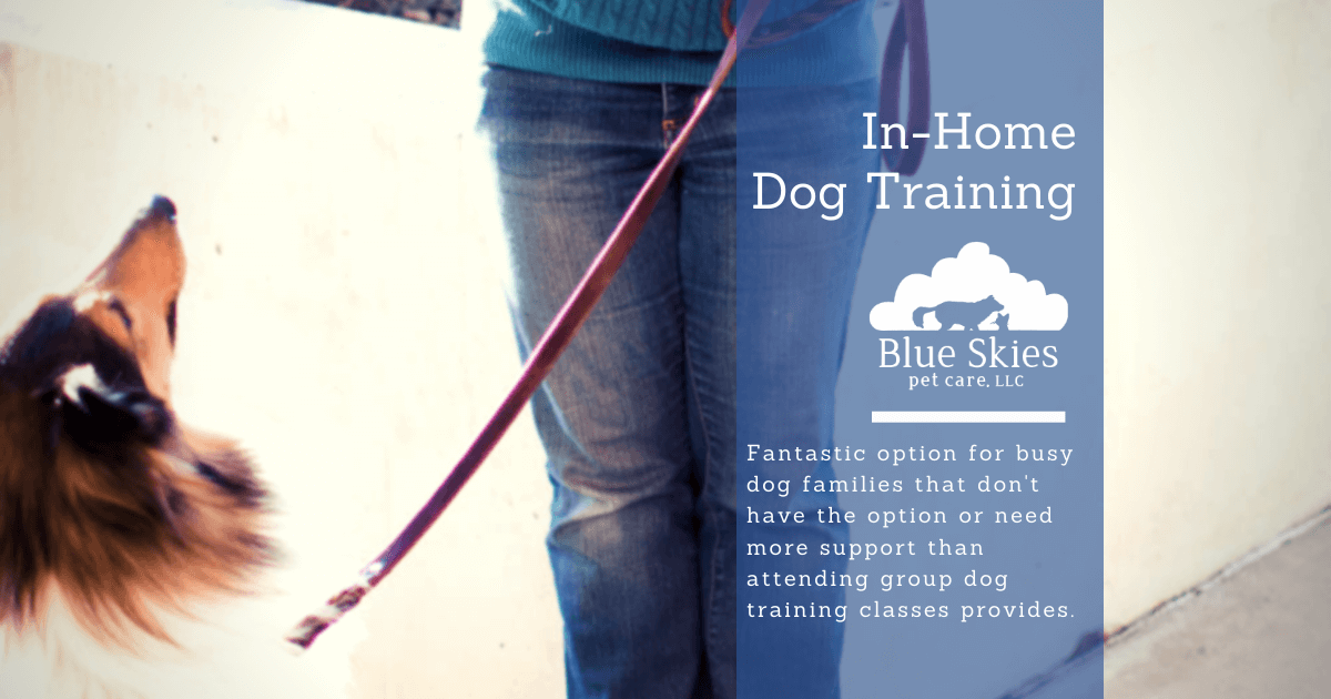 Read more about the article Now Offering Dog Training