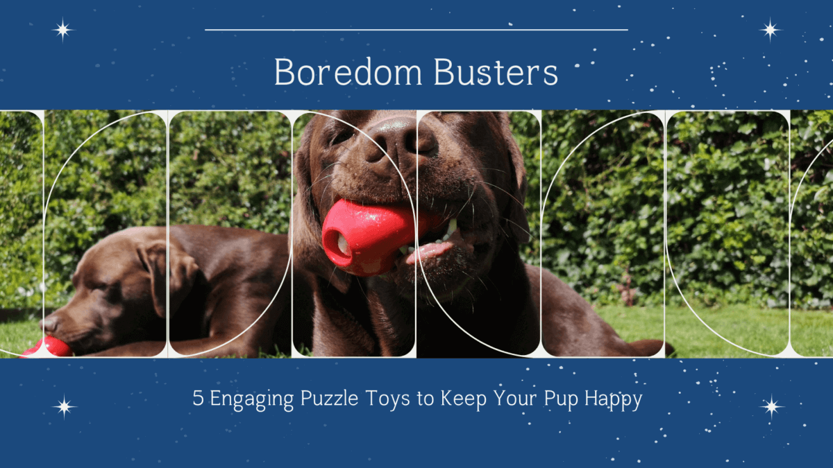 Boredom Busters for Dogs 5 Engaging Puzzle Toys to Keep Your Pup Happy Newton and Wichita Pet Care