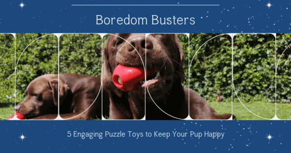 https://blueskiespetcare.com/wp-content/uploads/2023/09/5-Boredom-Busters-600x315-cropped.png