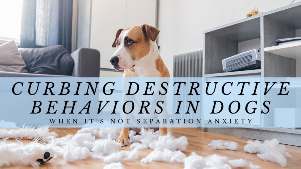 Curbing Destructive Behaviors in Dogs When It’s Not Separation Anxiety