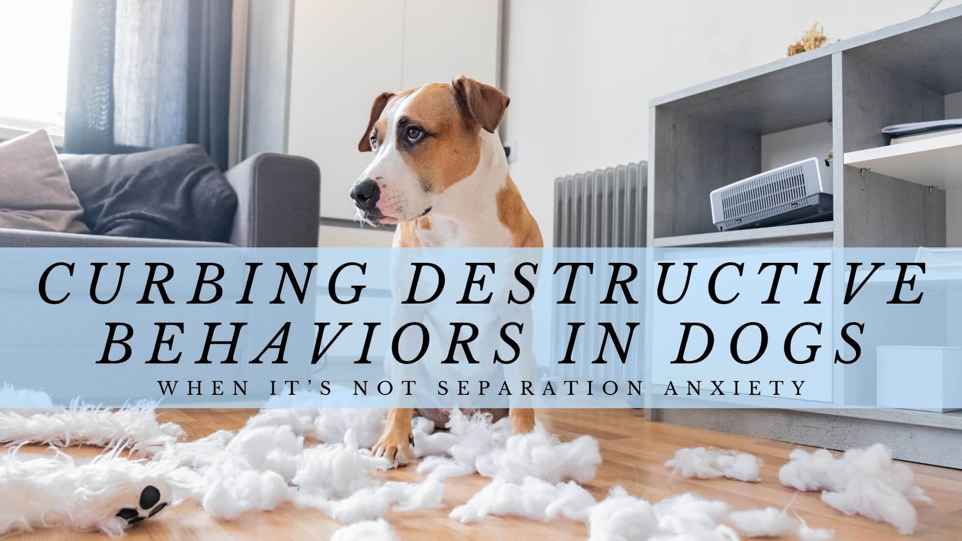 You are currently viewing Curbing Destructive Behaviors in Dogs: When It’s Not Separation Anxiety