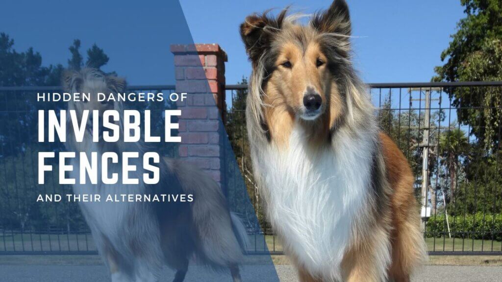 Hidden Risks of Invisible Fences, and their humane alternatives