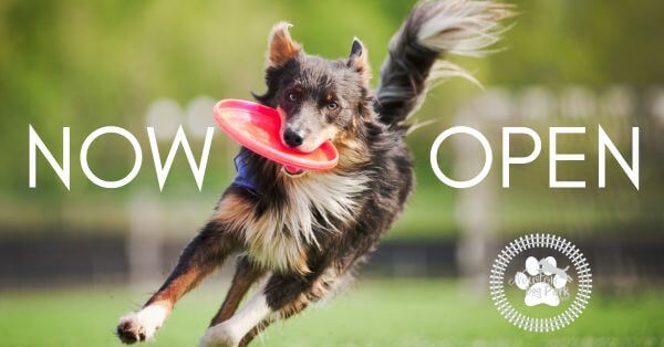 newton dog park now open