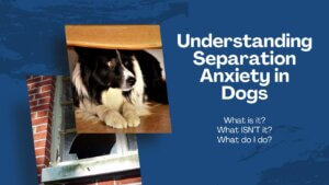 Read more about the article Understanding Separation Anxiety in Dogs: What is it? What do I do?