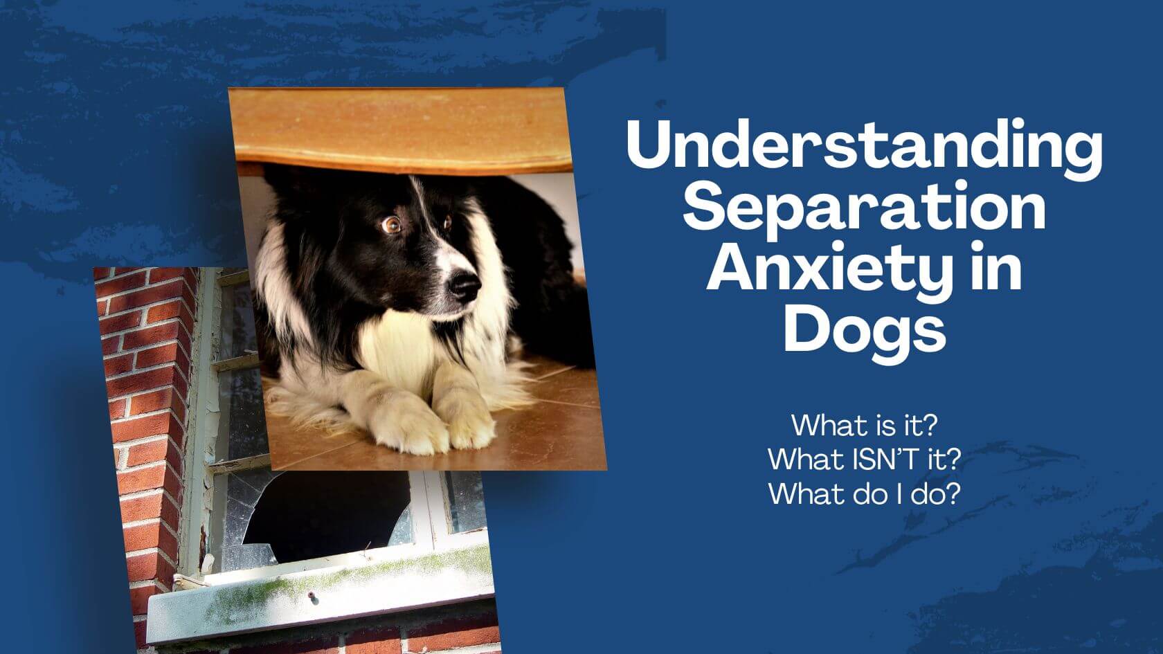 You are currently viewing Understanding Separation Anxiety in Dogs: What is it? What do I do?