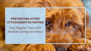 Read more about the article Preventing Hyper Attachment in Puppies: How Regular Care with Multiple Caregivers Helps