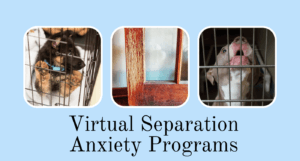 Read more about the article Why Separation Anxiety Dog Training is Offered Virtually: A Guide for Pet Parents