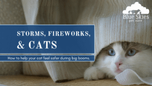 Read more about the article Storms, Fireworks, and Cats: How to Help Your Cat Feel Safer During Big Booms